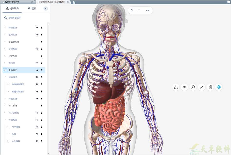 人体3D虚拟解剖平台(图4)