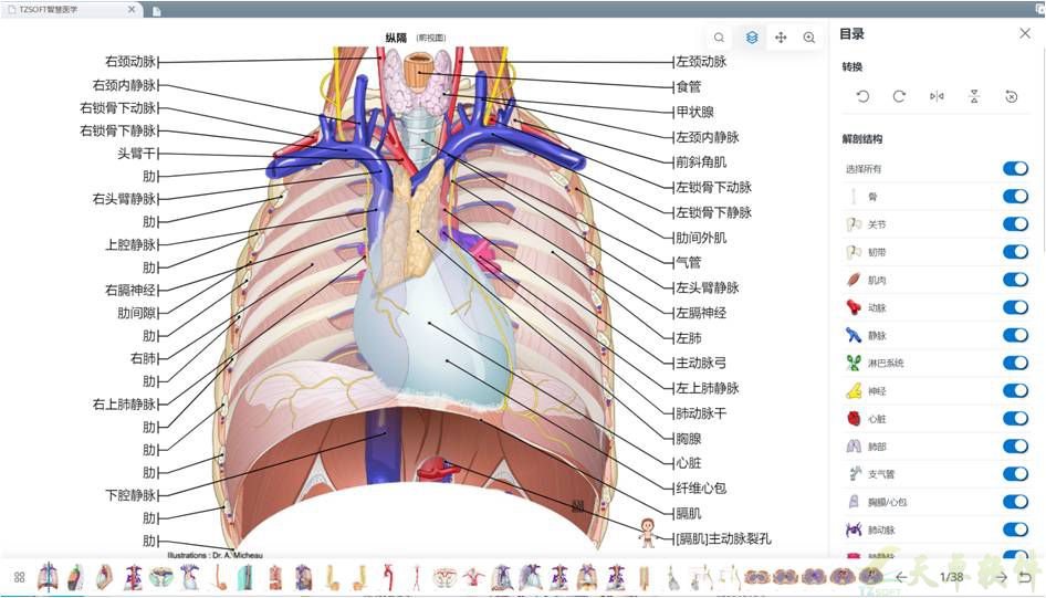 人体3D虚拟解剖平台(图6)