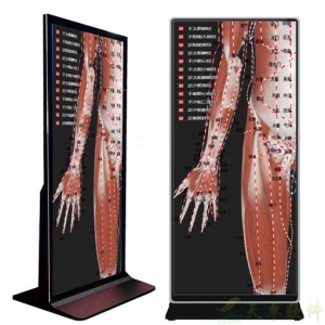 人体经络腧穴3D交互式阅读平台